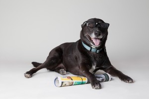 1-8055196341_faa1890499_z