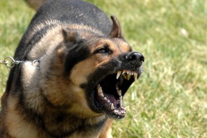 1280px-Military_dog_barking