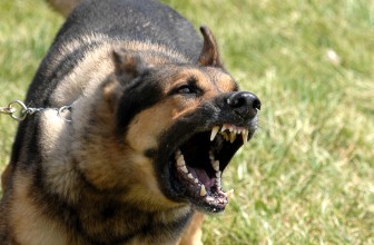 5 motivi per cui il cane sta abbaiando