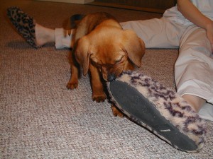 2-117939500_43ef62e35a_z