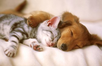 6 miti da sfatare sull’educazione dei cani