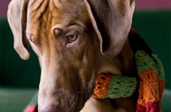 Il linguaggio del cane: bocca, orecchie, occhi