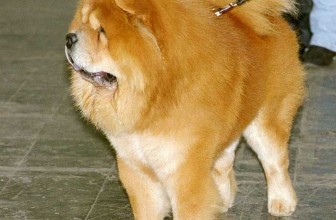 Errori comuni: tosare il cane quando fa caldo