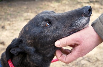 Un cimitero per animali a Desenzano del Garda