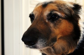 Adottare un cane adulto