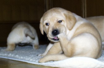 Adottare un cucciolo troppo presto