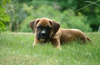 Adottare un cane è una cosa seria