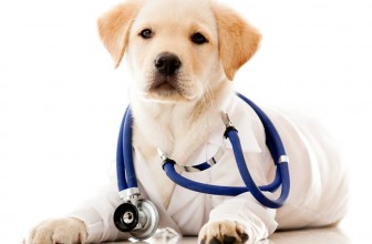 5 Motivi per i quali avere un cane fa bene alla salute