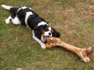 cavalier-spaniel-bone