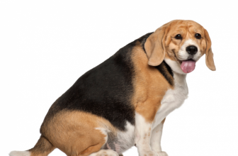 Il cane in sovrappeso (o obeso)