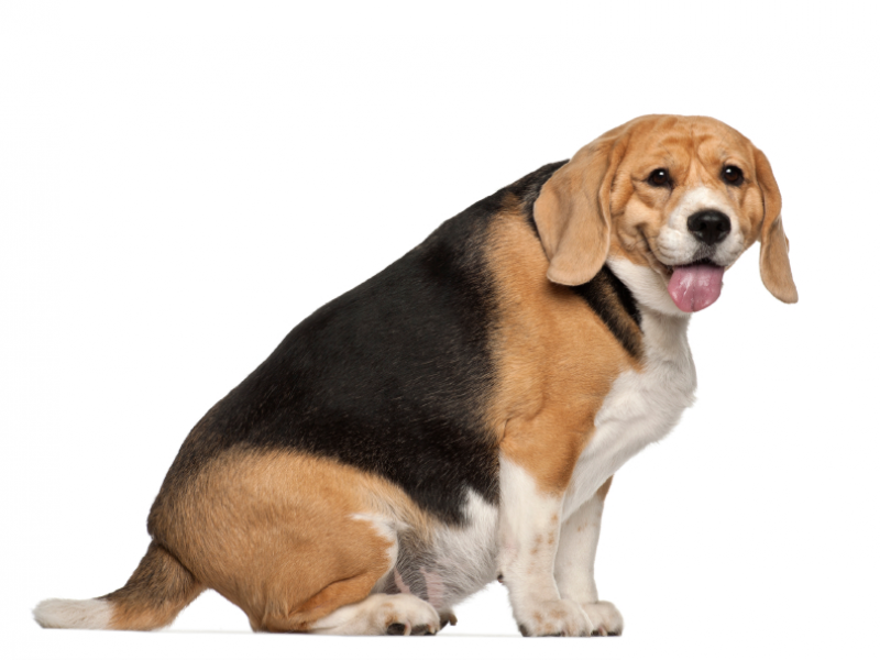 Il cane in sovrappeso (o obeso)