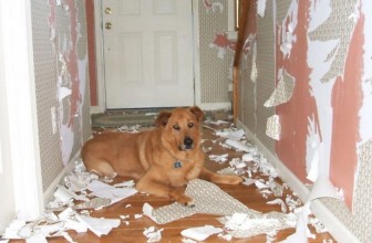 Lasciare il cane solo a casa? Ecco come fare
