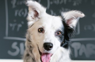 Il cane che conosce più di 1000 parole