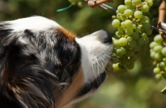 5 Frutti Velenosi per i Cani
