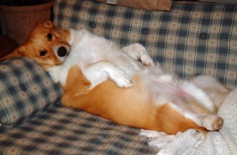 Come massaggiare il tuo cane