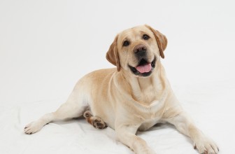 Far vomitare il cane