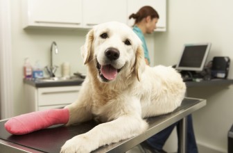 7 motivi per cui il cane zoppica