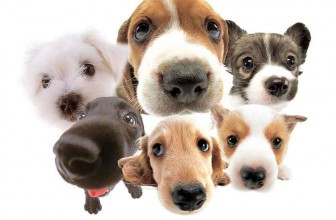 Il cane elemosina a tavola. Cosa fare?