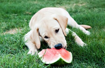 5 frutti che il tuo cane amerà e che non gli fanno male