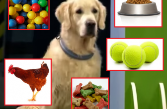 Video divertenti: Labrador retriever vs Tentazioni
