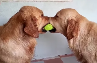 2 Golden e una pallina