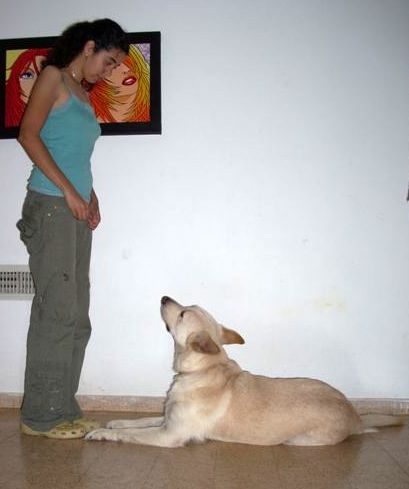 Dog_training