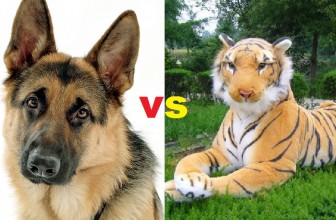 Video divertenti: Pastore tedesco vs Tigre di peluche