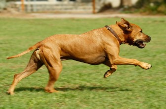 6 segni che il tuo cane ha bisogno di più esercizio fisico