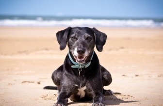 Una nuova spiaggia per cani ad Arenzano
