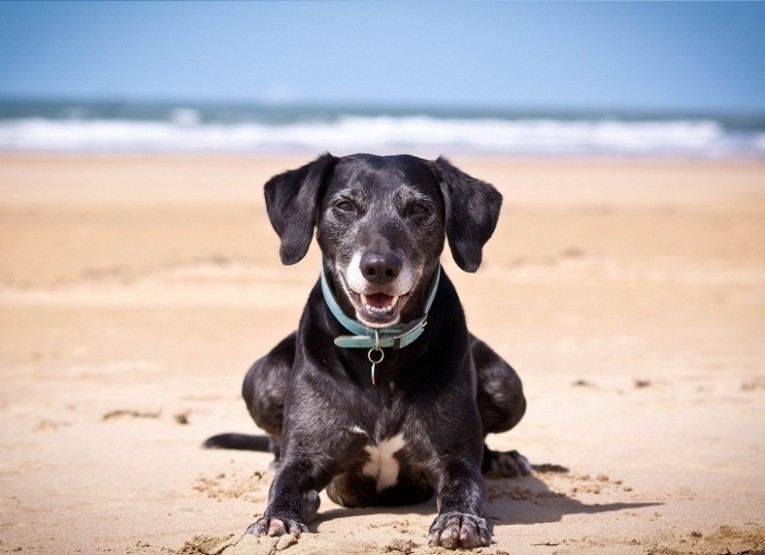 Una Nuova Spiaggia Per Cani Ad Arenzano