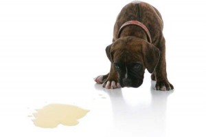 come-eliminare-lodore-di-pipi-del-cane-in-casa_644f05ded6191682b2498dc9e2820c09