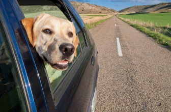 Viaggiare con un cane in Europa