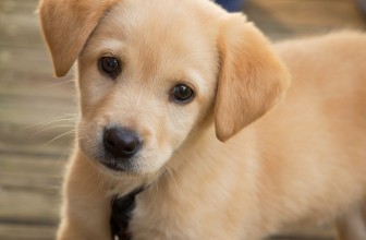 Come insegnare al cane a non fare i bisogni in casa