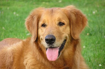 Le razze di cani che abbaiano di più