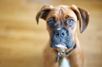 Coprofagia: il Cane che mangia la Cacca. Motivi e Soluzioni