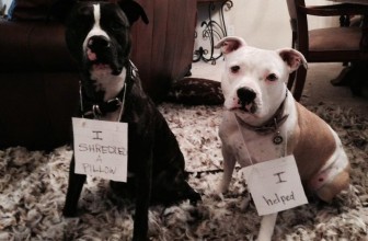 Il cane si sente in colpa?