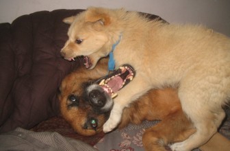 Cane aggressivo o solo esuberante?