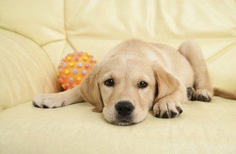 La caccia al tesoro con il cane