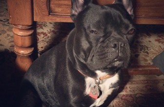 Perchè il cane mi fissa?