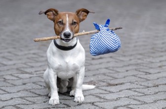 Il cane che scappa continuamente. 3 motivi frequenti e soluzioni