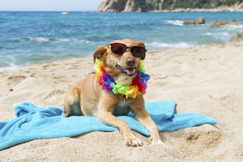 Il cane in spiaggia