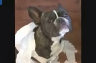 Chi è il colpevole? E il cane risponde!