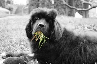 Perché il mio cane mangia l’erba e a volte vomita?