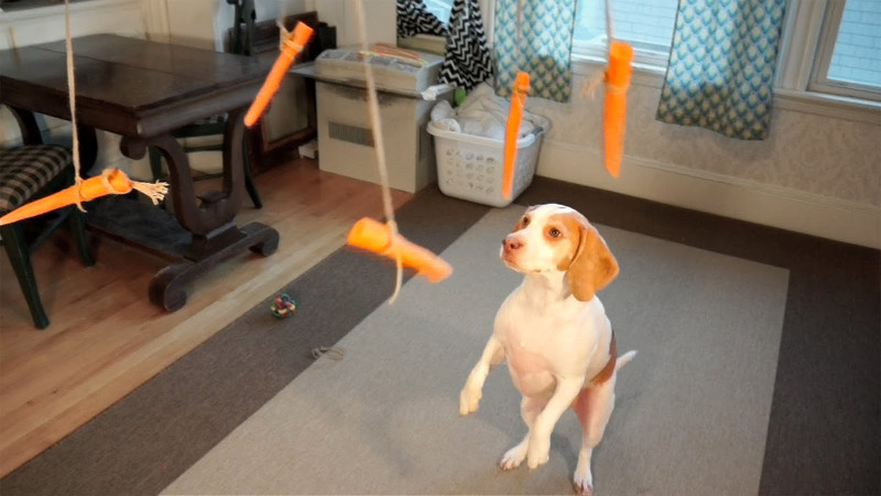 Cane VS Carote Volanti: Video Divertente