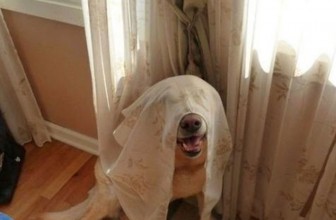 Nascondino con il cane