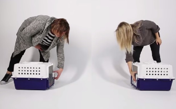 Cuccioli e gattini si incontrano per la prima volta