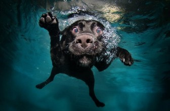 Insegnare al cane a non aver paura dell’acqua