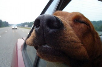 Viaggiare con il cane in macchina