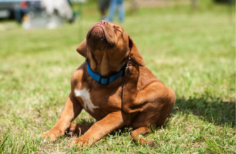 Perchè il cane scuote la testa?
