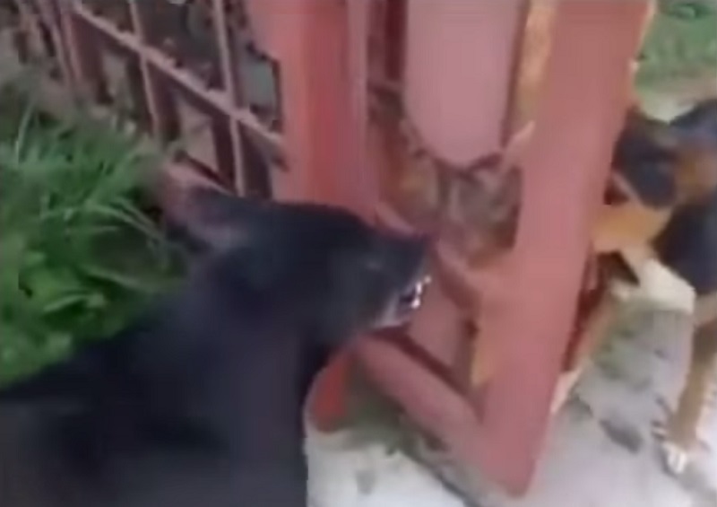 Video Divertente: Due cani e un cancello